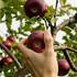 'They're not hiring Kiwis': Claims locals ignored for fruit picking jobs
